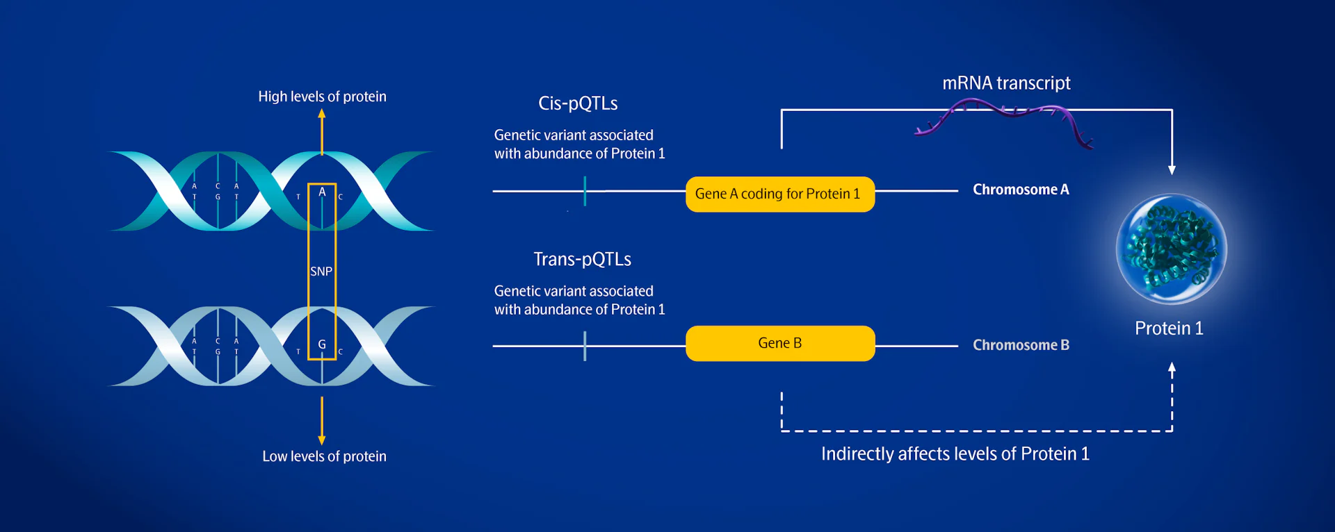 A vital proteogenomic tool for drug target discovery — Olink®